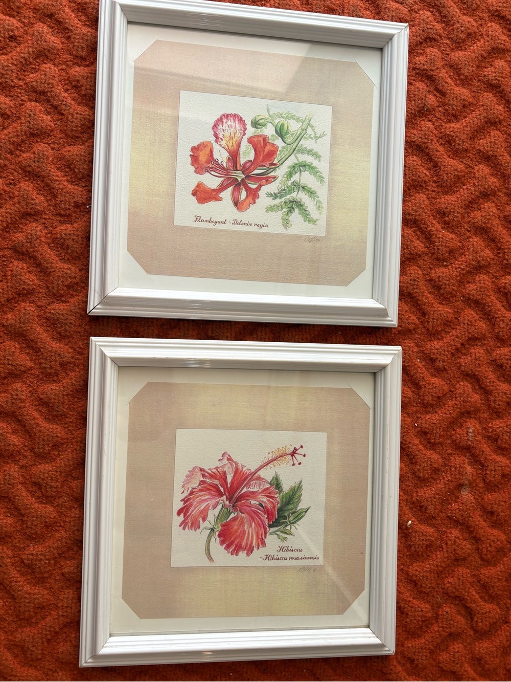 Two FLUKES ORIGINAL  Botanical Art Of Trellis Bay BVI - Framed - 11.5' x 11.5'.
